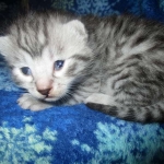 Mau, Silver, Male DOB 3-23-18