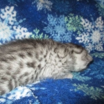 Mau, Silver, Male DOB 3-23-18