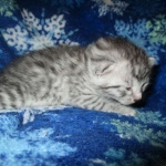 Mau, Silver, Male DOB 3-23-18