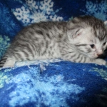 Mau, Silver, Male DOB 3-23-18