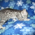 Mau, Silver, Male DOB 3-23-18