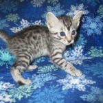 Mau, Silver, Male DOB 3-23-18