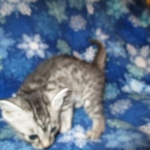 Mau, Silver, Male DOB 3-23-18