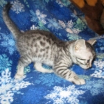 Mau, Silver, Male DOB 3-23-18