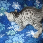 Mau, Silver, Male DOB 3-23-18