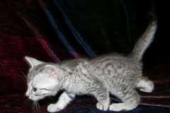 Zen Silver Male Mau DOB 12-19-14