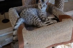 Morgan, Mau Silver Male #3 DOB 4-10-18