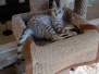 Morgan, Mau Silver Male #3 DOB 4-10-18