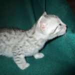 Mau, silver male #3 DOB 4-10-18