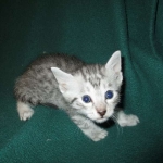 Mau, silver male #3 DOB 4-10-18