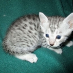 Mau, silver male #3 DOB 4-10-18