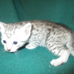 Mau, silver male #3 DOB 4-10-18