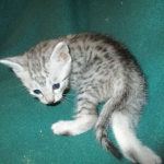 Mau, silver male #3 DOB 4-10-18