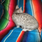 Morgan, Mau, silver male #3 DOB 4-10-18