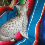 Morgan, Mau, silver male #3 DOB 4-10-18