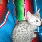 Morgan, Mau, silver male #3 DOB 4-10-18