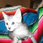 Morgan, Mau, silver male #3 DOB 4-10-18