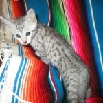 Morgan, Mau, silver male #3 DOB 4-10-18