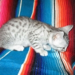 Morgan, Mau, silver male #3 DOB 4-10-18