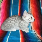 Morgan, Mau, silver male #3 DOB 4-10-18