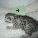 Mau, silver male #3 DOB 4-10-18