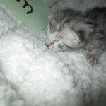 Mau, silver male #3 DOB 4-10-18