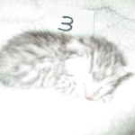 Mau, silver male #3 DOB 4-10-18