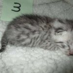 Mau, silver male #3 DOB 4-10-18