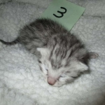 Mau, silver male #3 DOB 4-10-18