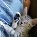 unnamed (Morgan, Mau, silver male #3 DOB 4-10-181)