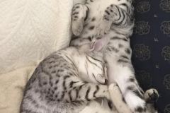Seti Mau Silver Male #3 DOB 8-6-16
