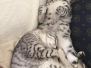 Seti Mau Silver Male #3 DOB 8-6-16