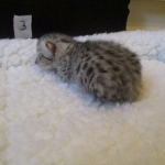 Egyptian Mau Silver Male DOB 8-6-16