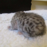 Egyptian Mau Silver Male DOB 8-6-16