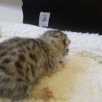 Egyptian Mau Silver Male DOB 8-6-16