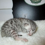 Egyptian Mau Silver Male DOB 8-6-16