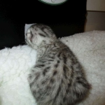 Egyptian Mau Silver Male DOB 8-6-16