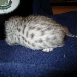 Egyptian Mau Silver Male DOB 8-6-16