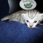 Egyptian Mau Silver Male DOB 8-6-16