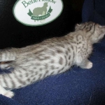 Egyptian Mau Silver Male DOB 8-6-16