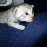 Egyptian Mau Silver Male DOB 8-6-16