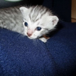 Egyptian Mau Silver Male DOB 8-6-16