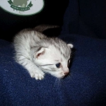 Egyptian Mau Silver Male DOB 8-6-16