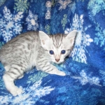 Egyptian Mau Silver Male DOB 8-6-16