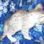 Egyptian Mau Silver Male DOB 8-6-16