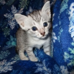 Egyptian Mau Silver Male DOB 8-6-16