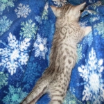 Egyptian Mau Silver Male DOB 8-6-16