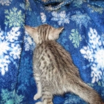 Egyptian Mau Silver Male DOB 8-6-16