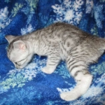 Egyptian Mau Silver Male DOB 8-6-16