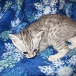 Egyptian Mau Silver Male DOB 8-6-16